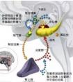 如何增加自己的皮質(zhì)醇分泌?運(yùn)動可以嗎