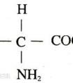 氨基酸是什么