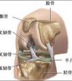 髕骨在哪個(gè)位置示意圖
