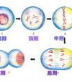 有絲分裂分為幾個時期？