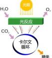 植物需要什么來進(jìn)行光合作用？