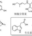 植物激素有哪些呢？