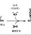 hook效應(yīng)是什么？