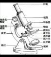 顯微鏡的結(jié)構(gòu)及作用