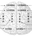 視覺功能區(qū)主要分布在人腦的哪一部分