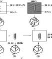 本質(zhì)與現(xiàn)象的區(qū)別是什么？