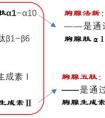 胸腺法新和胸腺肽α1是一個(gè)東西嗎？