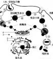 蛋白質(zhì)和核酸有何異同？